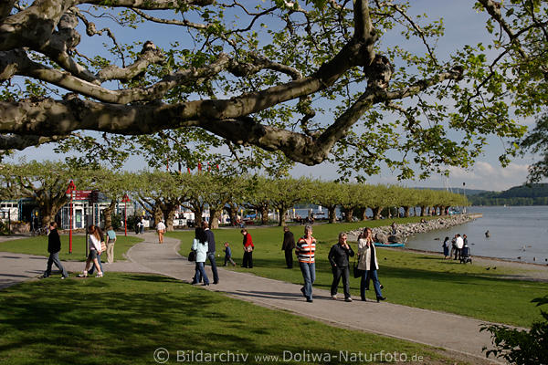 Radolfzell Seeufer Besucher unter Bumen Hafenmole Spaziergang am Zellersee