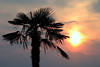 Palmenkrone vor Sonne Gegenlicht in Wolken Stimmungsbild Naturromantik