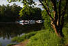 108490_ Elbkanal Grnufer Frhling Naturidylle Baum am Wasser Yachthafen Alt-Garge Foto