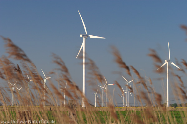 Windkraft Turbinen über Gräser Windmühlen Maste Landschaftsbild Dithmarschen Windkraftwerke