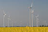 Windräder in Rapsfeld Gelbblüten hohe Rundsäulen Windrotoren Landschaftsbild Dithmarschen