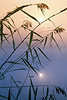 Seegräser Sonne Nebel Wasser Naturstimmung am Mönchteich