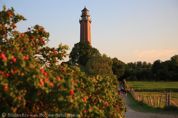 Leuchtturm Neuland Strandweg mit Touristen Rosengewchse Behrensdorf Kstenlandschaft