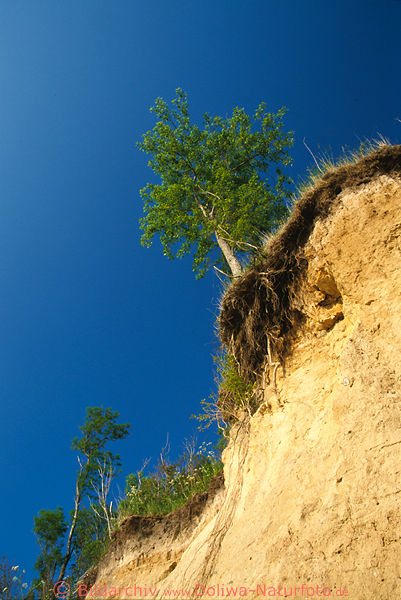 Steilufer Sandwand Insel Poel Ostseekste Naturfoto mit Baum Wurzeln am Abgrund vor Absturz