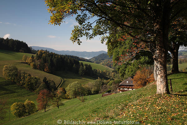 Bergland Hochschwarzwald Herbst Tal-Panorama Bauernhof Naturidylle