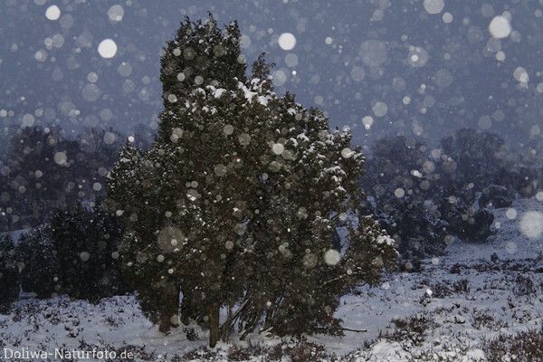 Schneefall Weissflocken am Himmel Winterzauber Naturfoto ber Baumstrucher romantisches Winterbild