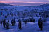 Blauhgel buckliger Schneelandschaft mit Struchern Frost Klte Dmmerung Winterbild