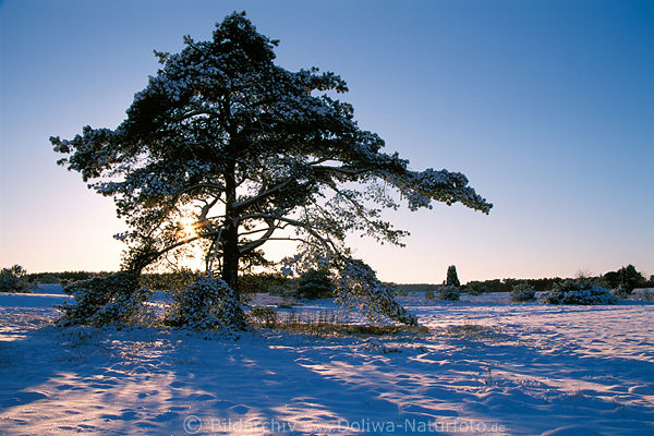 Winterbild Kieferbaum in Schnee Sonnenstern Gegenlicht romantische Winterlandschaft Naturfoto