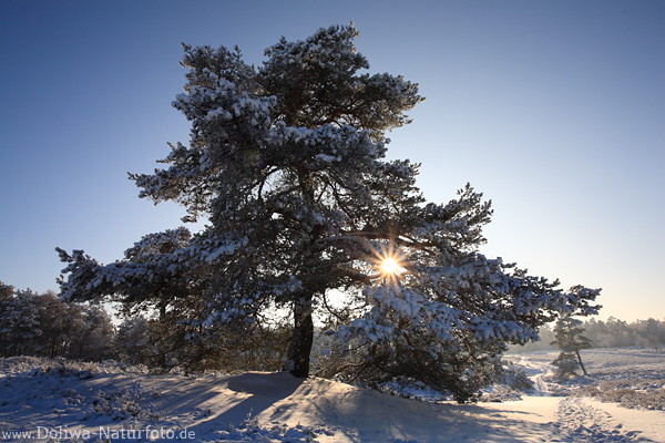 Schnee um Baum mit Sonnenstern Gegenlicht romantische Naturfoto
