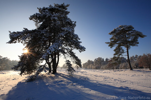 Winterbild Kieferbume in Schnee Sonne Winterlandschaft Naturfoto