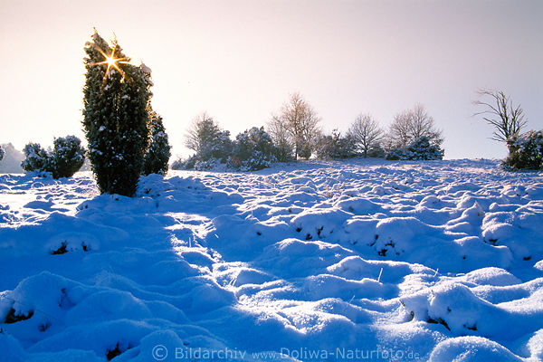 Winterbild Sonnenstern-Gegenlicht in Strauch Schneelandschaft Blaustimmung Naturfoto