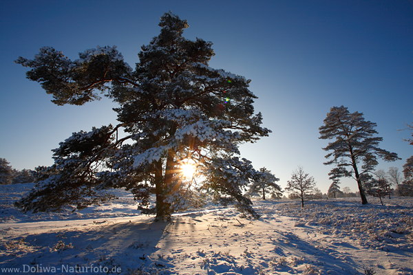 Wintersonne-Stern im Kieferbaum Gegenlicht-Zauber romantische Schneelandschaft Naturfoto