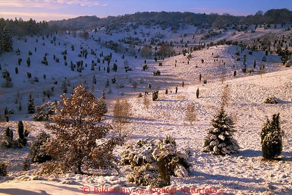 Wintertal Schneelandschaft Naturbild in Sonnenschein gelbrosa Farben Weitblick ber Einzelbume