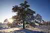 Wintersonne über Schneelandschaft Bäume in Gegenlicht am Blauhimmel romantische Natur