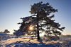 Wintersonnestern Gegenlicht im Kieferbaum am Blauhimmel Schneelandschaft Naturfoto