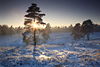 Sonnenstern überstrahlt Baum in Schnee Winterlandschaft Naturfoto untergehende Sonne