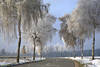 Winterstraße Rauhreif Allee Fotos Bäume in Sonnenschein Schnee Romantik Winterlandschaft Bilder
