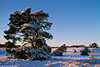 Schneelandschaft in Abendlicht Winterzauber um Kieferbaum Naturstimmung Winterbild