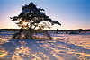 Sonnenidylle um Kieferbaum Naturfoto Rotschnee Gegenlicht-Stimmung romantische Winterlandschaft