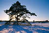 Winterbild Kieferbaum in Schnee Sonnenstern Gegenlicht romantische Winterlandschaft Naturfoto
