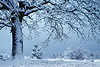 Frostzauber um Baumstamm Schneeäste Eiszweige Silberfarben romantisches Winterbild bei Kälte