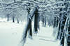Schnee-Baumallee abstrakt Winterbild Doppelbelichtung Fotokunst Landschaft-Naturbild
