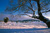 Schneeweite unterm Baum in Abendlicht romantische Winterlandschaft Naturstimmung Winterbild
