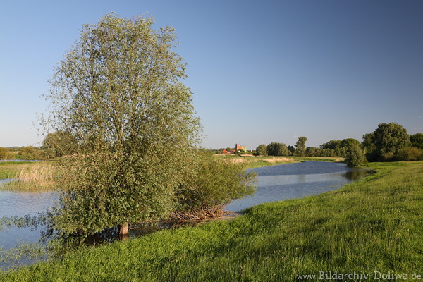 Elbau Bleckede Wasserufer Naturlandschaft Bild Wiesen Naturfoto Elbdorf Fernblick