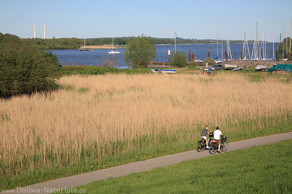 Elbuferradler Foto Flussufer Deichweg Schilf Wasserlandschaft Naturbild