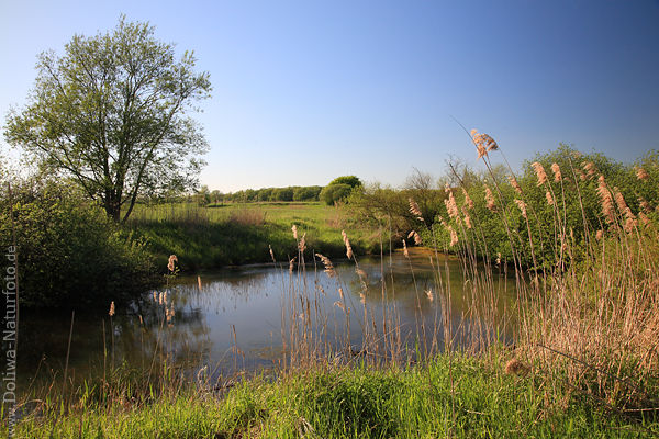 Marschacht Elbwerder Wassertmpel Schilf Grnflchen Naturfoto Elbe-Deichvorland