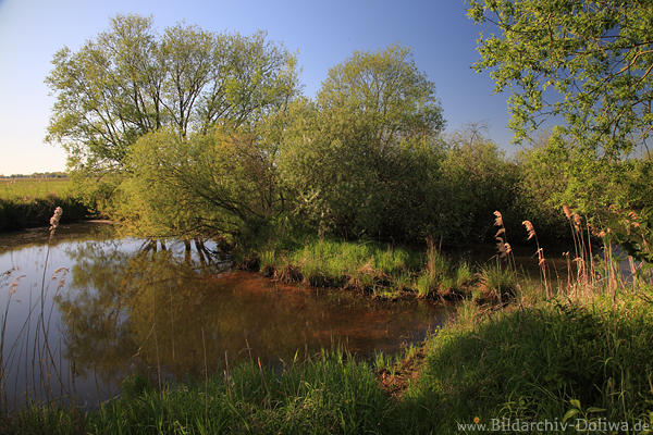 Marschacht Wasser-Biotop Grnufer Naturfoto Deichvorland natrliche Elbwerder